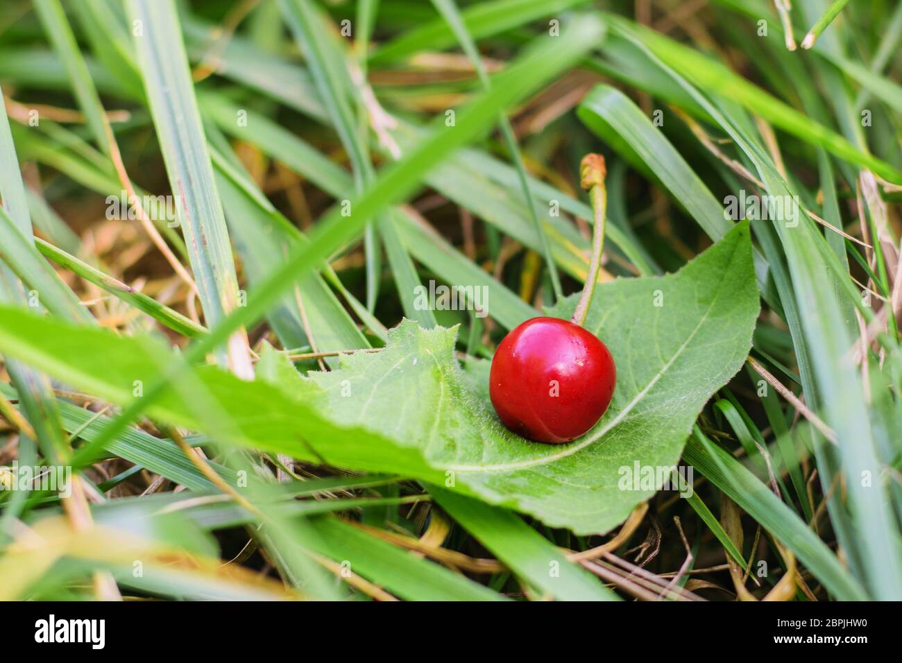 la cerise rouge se trouve sur une feuille de l'herbe Banque D'Images