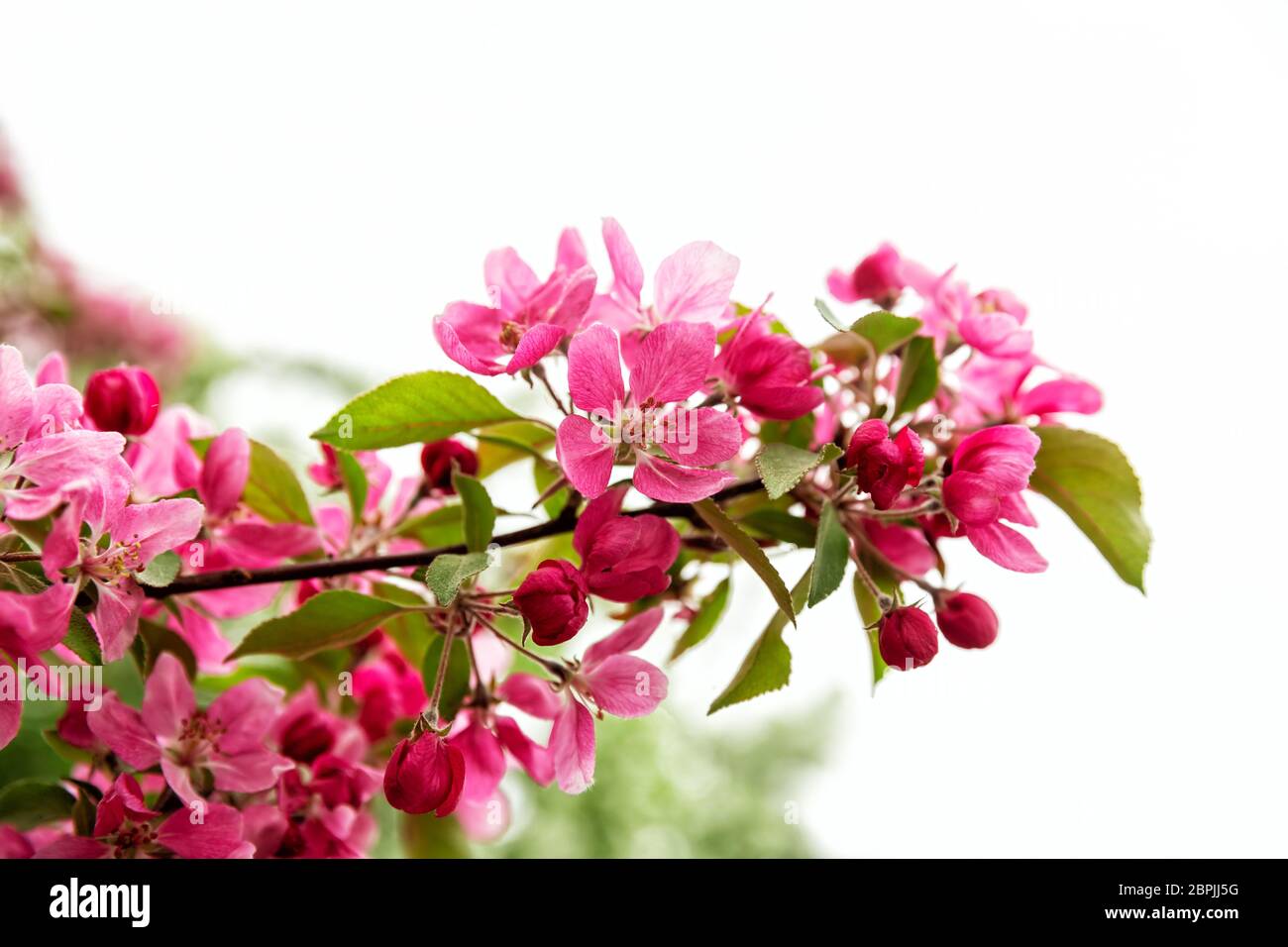 Branche de pommier décoratif avec fleurs et boutons rouges Banque D'Images