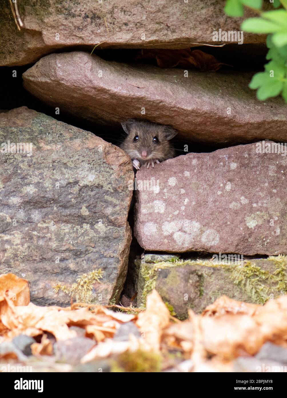 Souris en bois - Apodemus sylvaticus - peeking hors de mur de pierre sèche dans le jardin du Royaume-Uni Banque D'Images