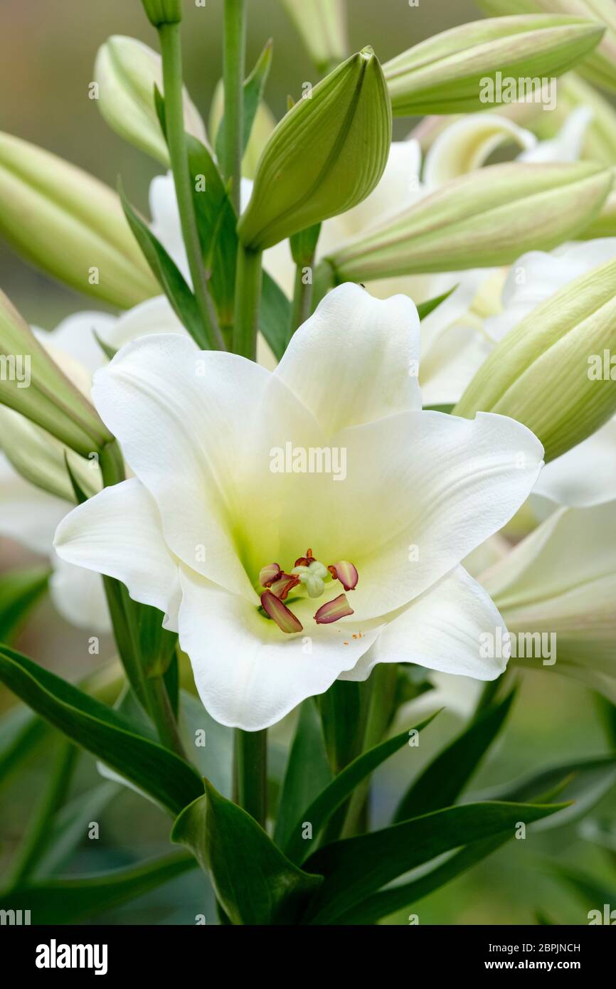 Lily parfumée, Lilium 'Gizmo' longiflorum-Oriental hybride, Lily orientale longiflorum 'Gizmo Banque D'Images