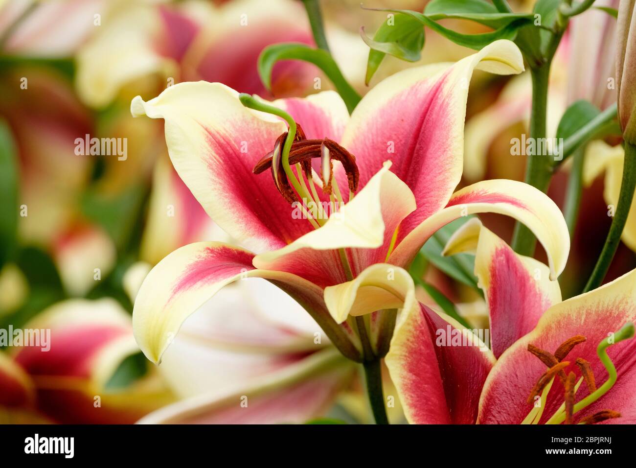 Lilium 'Flavia' trompette orientale Lily, Flavia Orienpet Hybrid Lily Banque D'Images