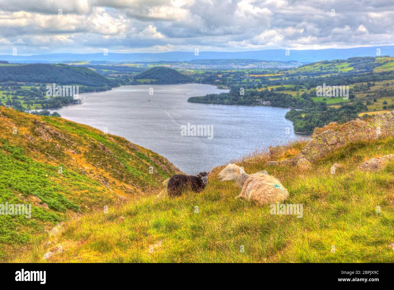 Le Lake District UK moutons blancs et noirs au sommet de la colline vue de Ullswater hdr Banque D'Images
