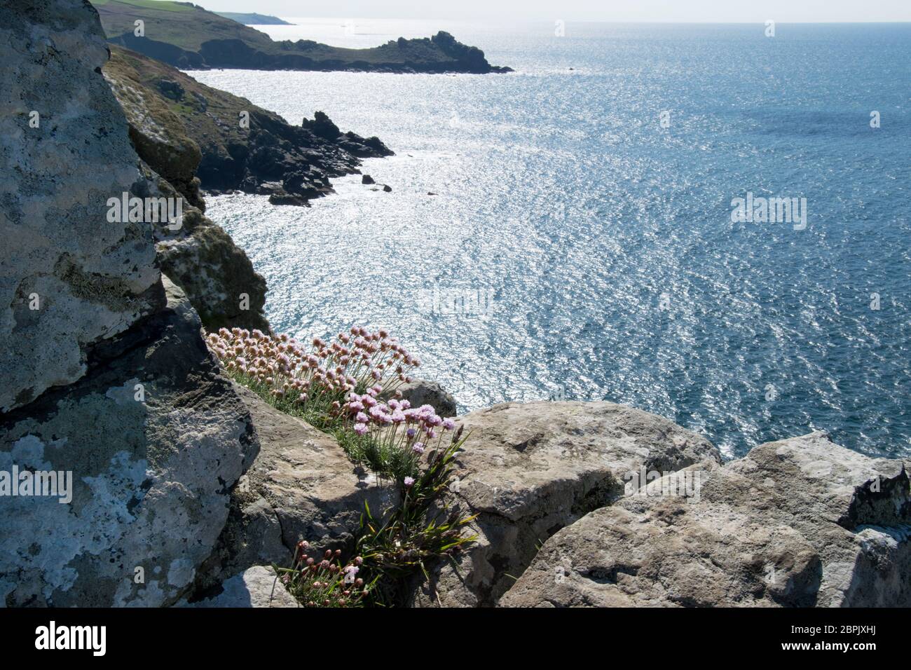 Thrift à Zennor Head, Cornwall, Royaume-Uni Banque D'Images