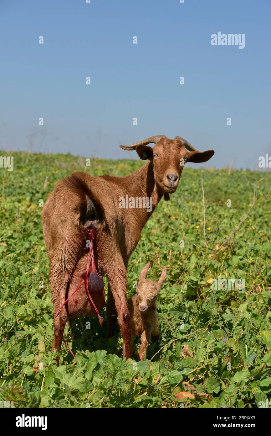 Mere Et Bebe De Chevre Nouveau Ne A Grazalema Cadix Espagne Photo Stock Alamy Mere Et Bebe De Chevre Nouveau Ne A Grazalema Cadix Espagne Photo Stock Alamy