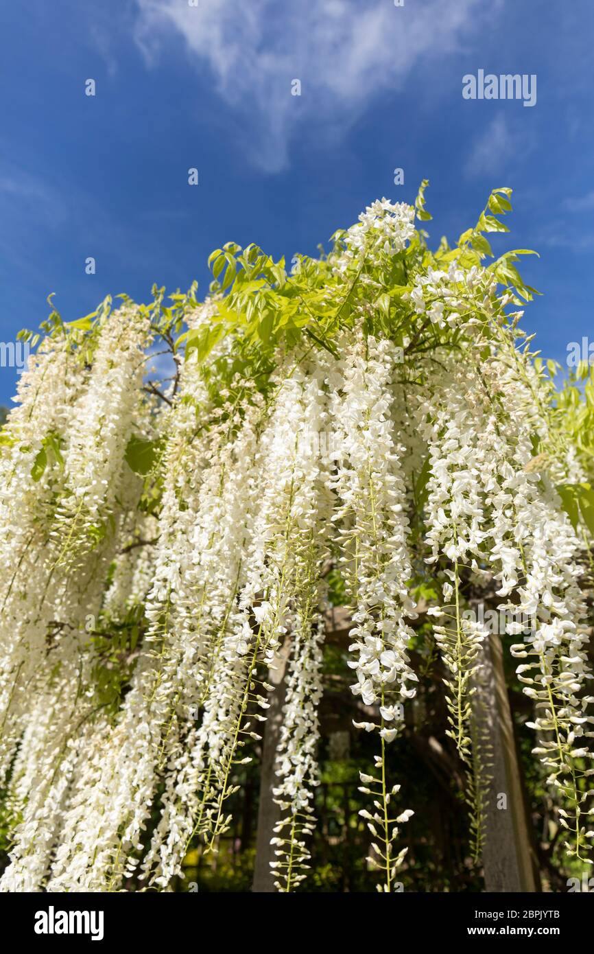 Gros plan d'une wisteria blanche contre un ciel bleu. Floraison au Royaume-Uni en mai. Banque D'Images