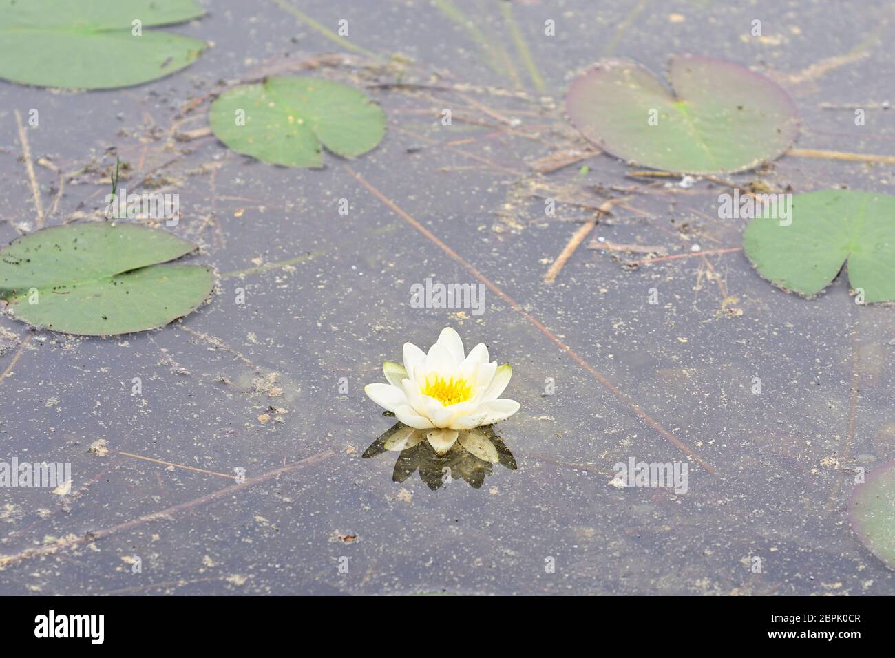 Autriche, Basse-Autriche. Parc national Donau-Auen, le Lobau. Nénuphar blanc (Nymphaea alba) Banque D'Images