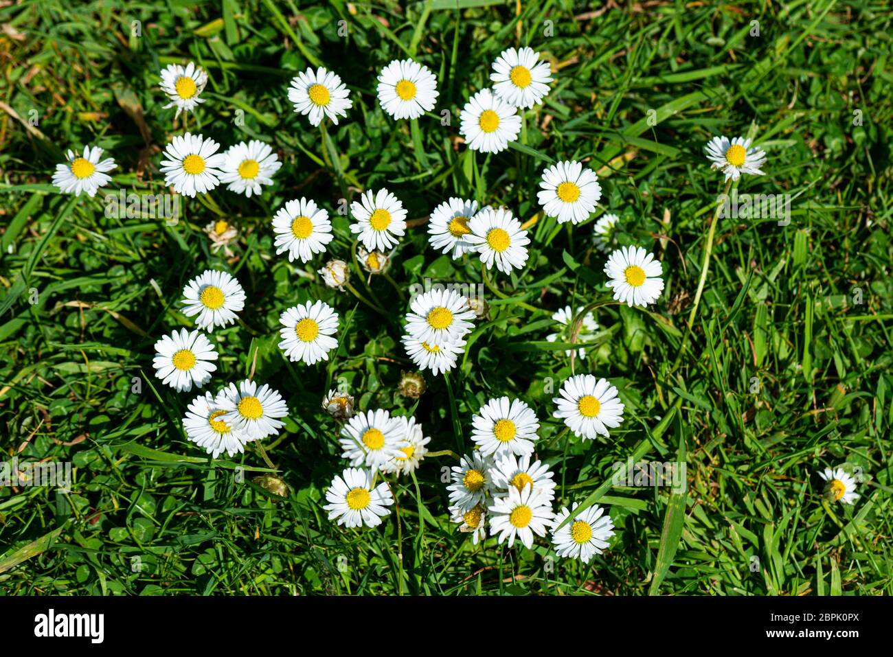 Pâquerettes communes (Bellis perennis) poussant dans une pelouse Banque D'Images