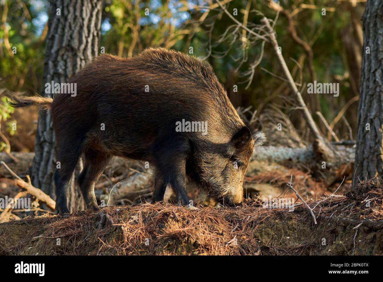 Sanglier européen (sus scofa) à la recherche de nourriture dans la Sierra de las Nieves, Malaga. Espagne Banque D'Images