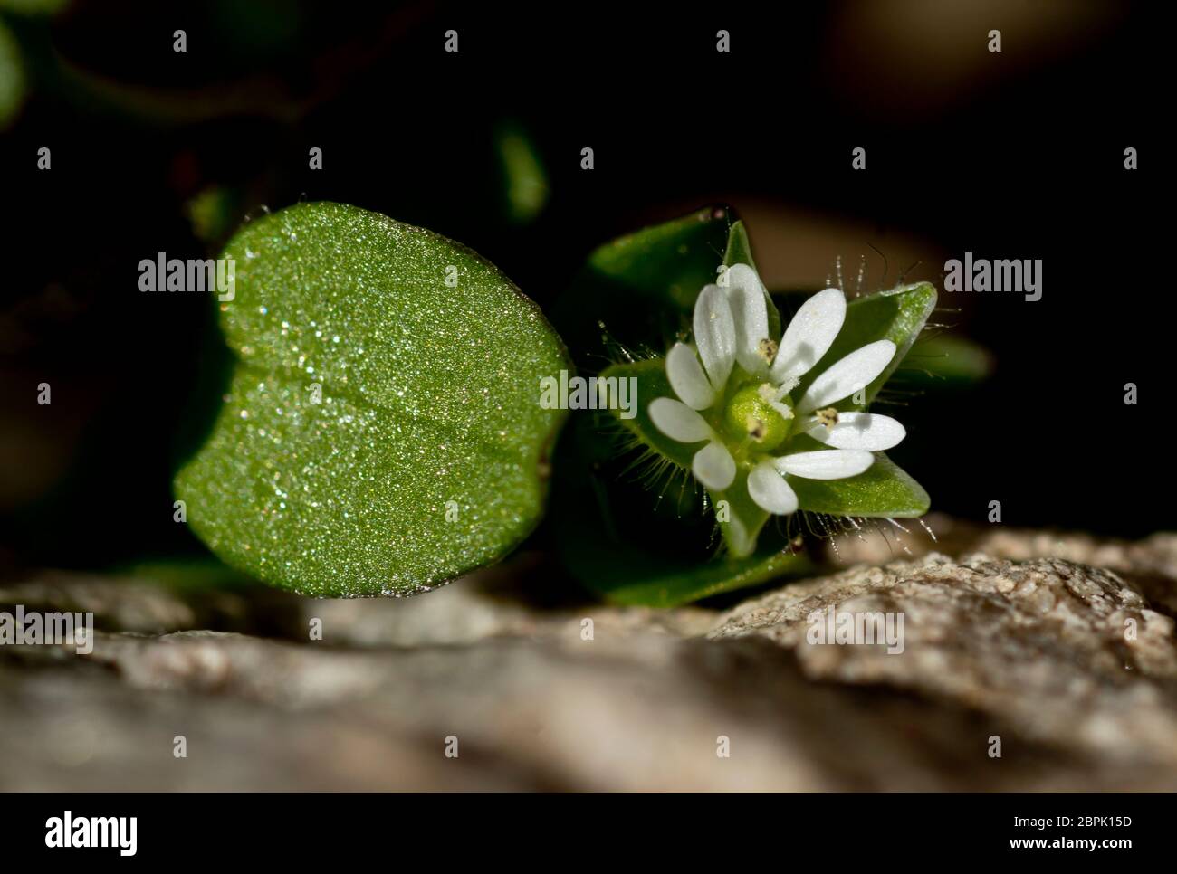 Fleur de chiche et feuille étincelante Banque D'Images