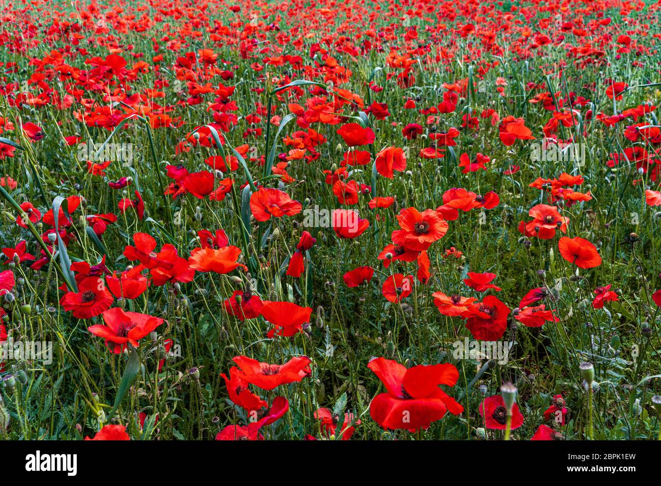 Magnifique champ de coquelicots rouges Banque D'Images