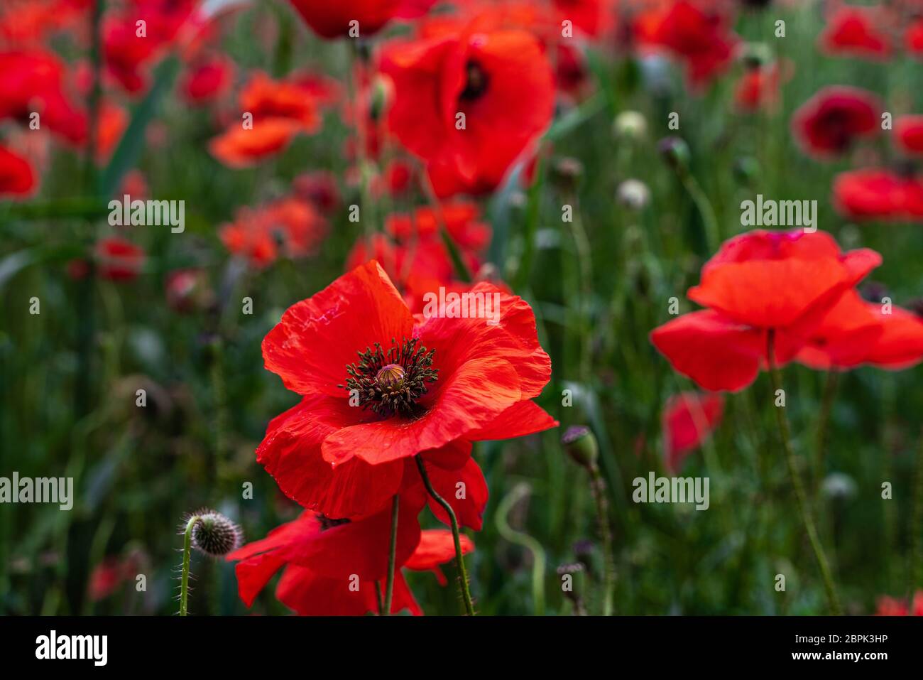 Magnifique champ de coquelicots rouges Banque D'Images