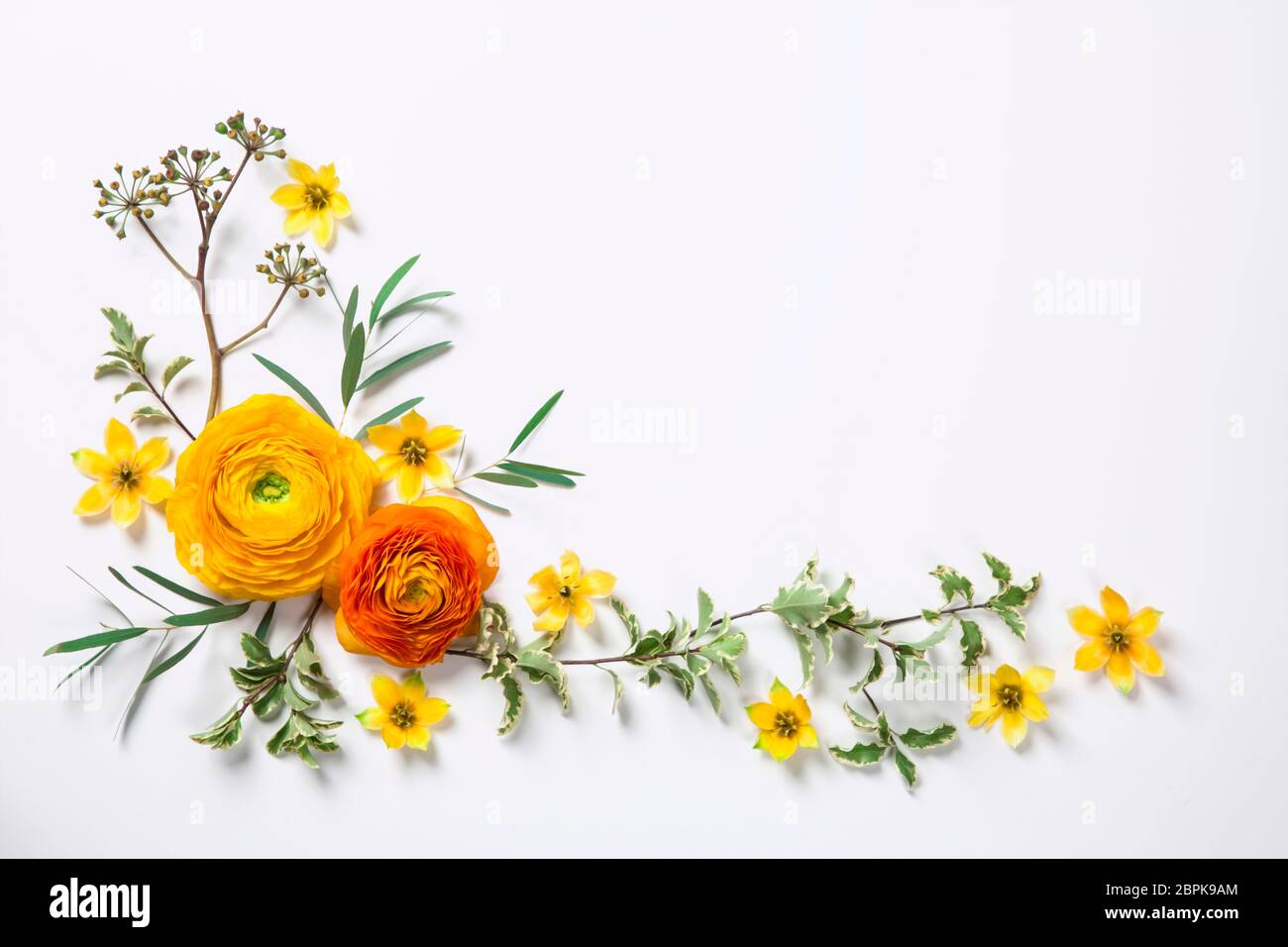 Ranunculus jaune sur fond blanc. Pose à plat. Banque D'Images