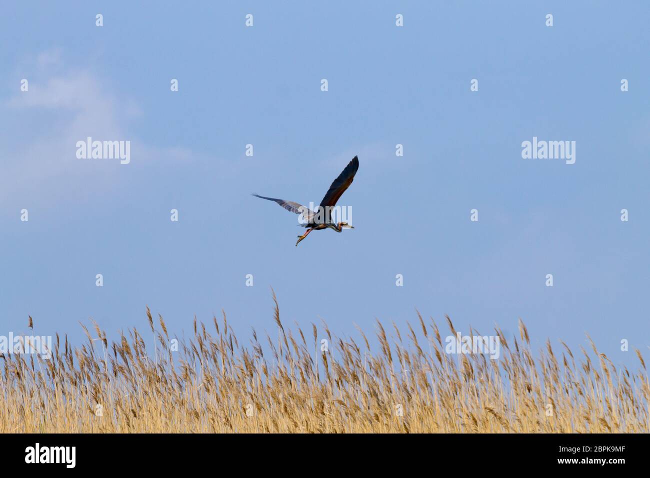 Héron pourpre fermer jusqu'à partir de la rivière Po lagoon, Italie. Des oiseaux migrateurs. Nature italienne Banque D'Images