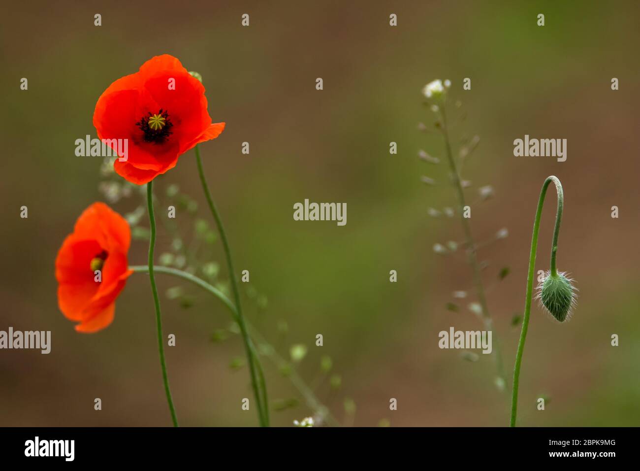 En fleurs rouges fleurs de pavot sur une herbe verte. Jardin avec fleurs de pavot. Nature champ de fleurs dans la prairie. Fleurs de pavot rouge en fleurs sauvages d'été sur mead Banque D'Images