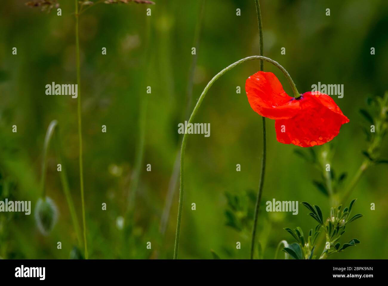 En fleurs rouges fleurs de pavot sur une herbe verte. Jardin avec fleurs de pavot. Nature champ de fleurs dans la prairie. Fleurs de pavot rouge en fleurs sauvages d'été sur mead Banque D'Images