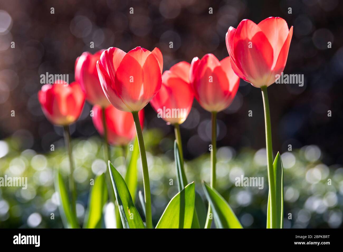Tulipes rouges avec bokeh de gouttes sur les feuilles vertes Banque D'Images