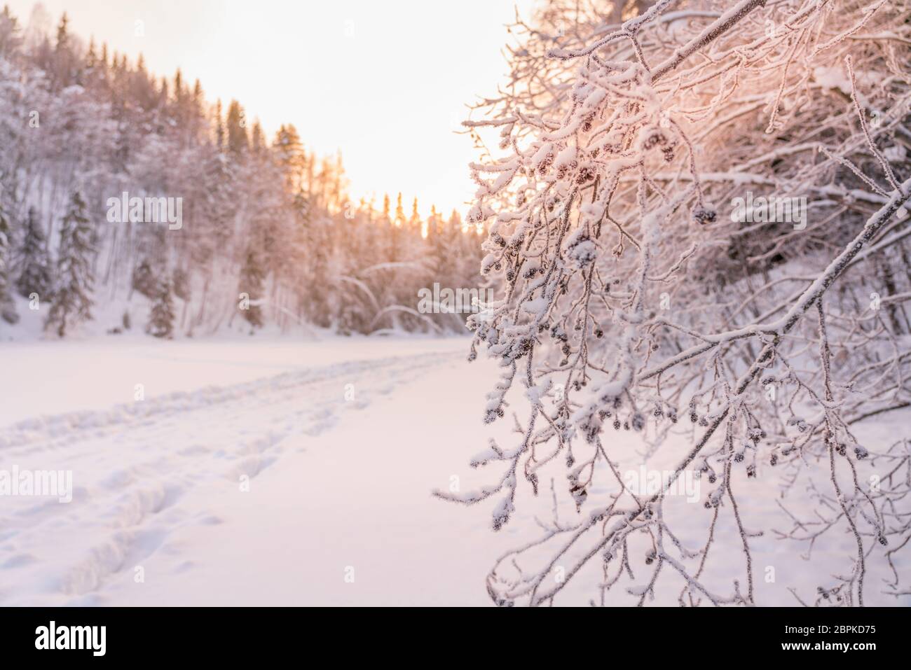 Beaucoup de givre sur des branches de rovanberry totalement congelées mises en évidence par la lumière de coucher de soleil rose, jour très froid, forêt typique dans le nord de la Suède Banque D'Images