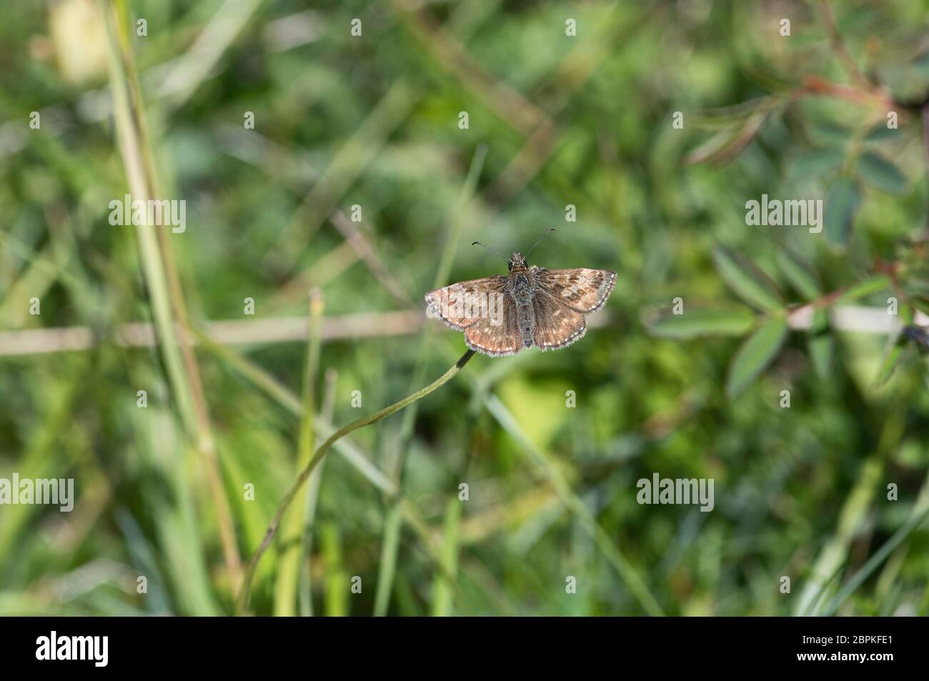 Papillon de skipper dingy (Erynnis tages) Banque D'Images