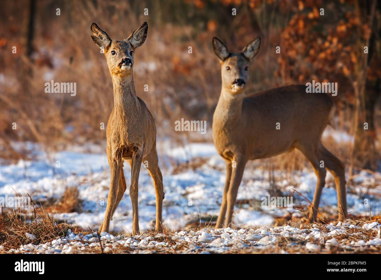 Deux cerfs-roc, caperolus caperolus, en hiver. Image naturelle de deux animaux sauvages qui regardent curieusement. Faune décor sorcière automne couleurs et neige Banque D'Images