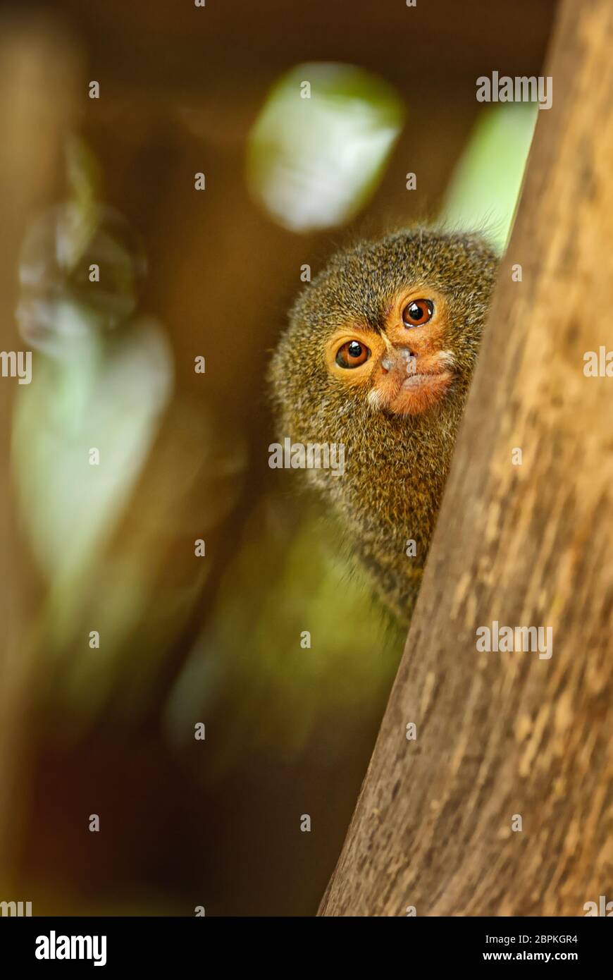 Marmoset pygmée - Cebuella pygmaea, primate en voie de disparition provenant des forêts et des terres boisées sud-américaines, Brésil. Banque D'Images