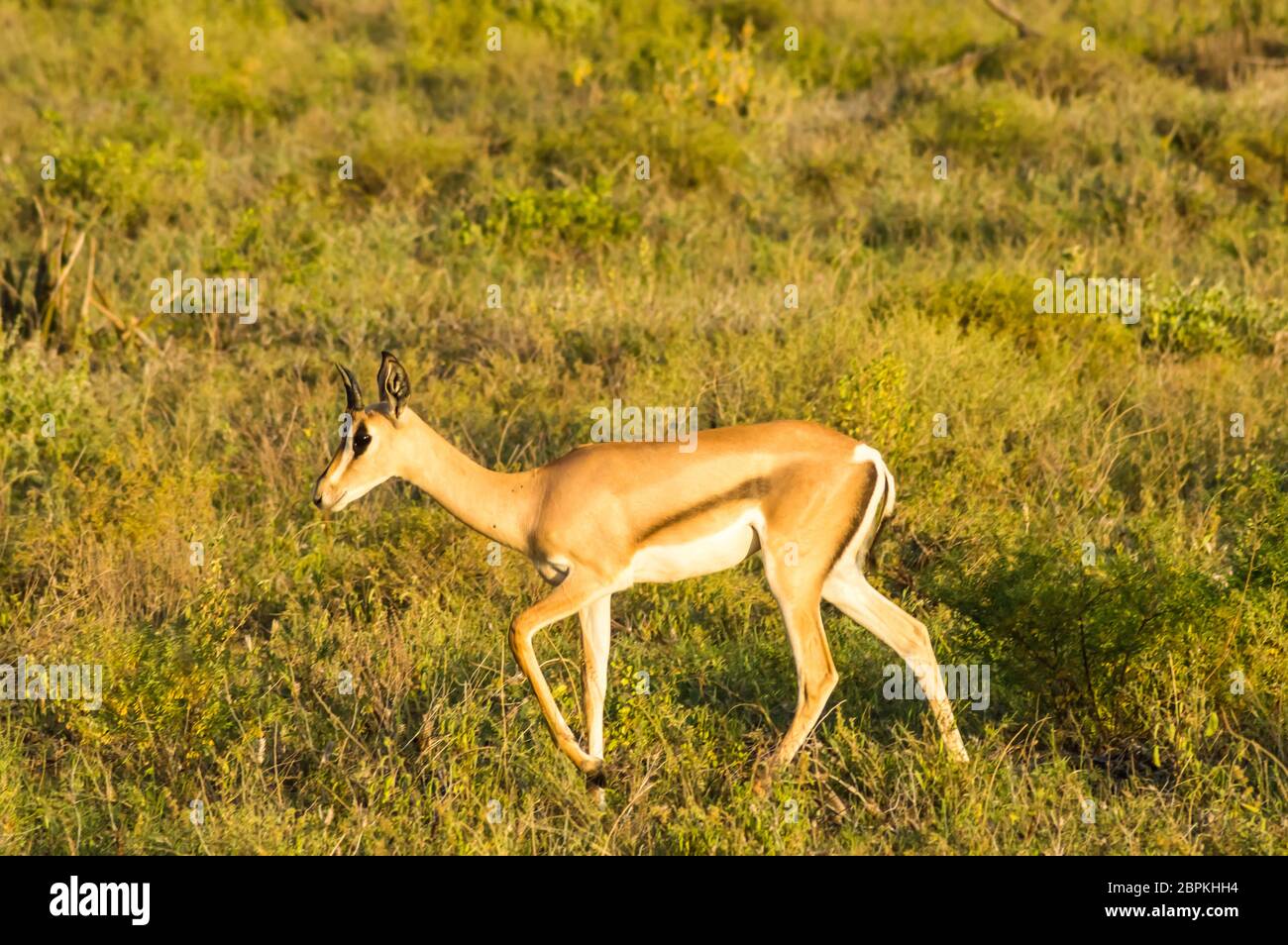 De jeunes femelles antilopes dans la savane du Parc de Samburu dans le centre du Kenya Banque D'Images