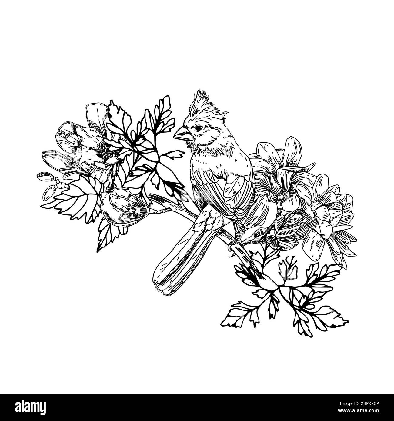 Oiseau avec des fleurs dans un style vintage. Les oiseaux du printemps fleurs assis sur les branches. L'art gravé linéaire isolé sur fond blanc. Banque D'Images Oiseau avec des fleurs dans un style vintage. Les oiseaux du printemps fleurs assis sur les branches. L'art gravé linéaire isolé sur fond blanc. Banque D'Images