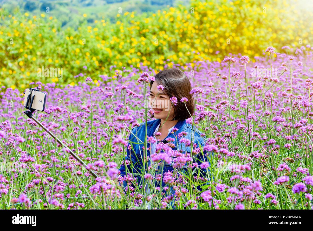 Touriste prenez avec selfies smartphone dans le champ de fleurs de mauve de Verbena Bonariensis ou Purpletop Vervain sous les rayons du soleil à Khao Kho, Phe Banque D'Images
