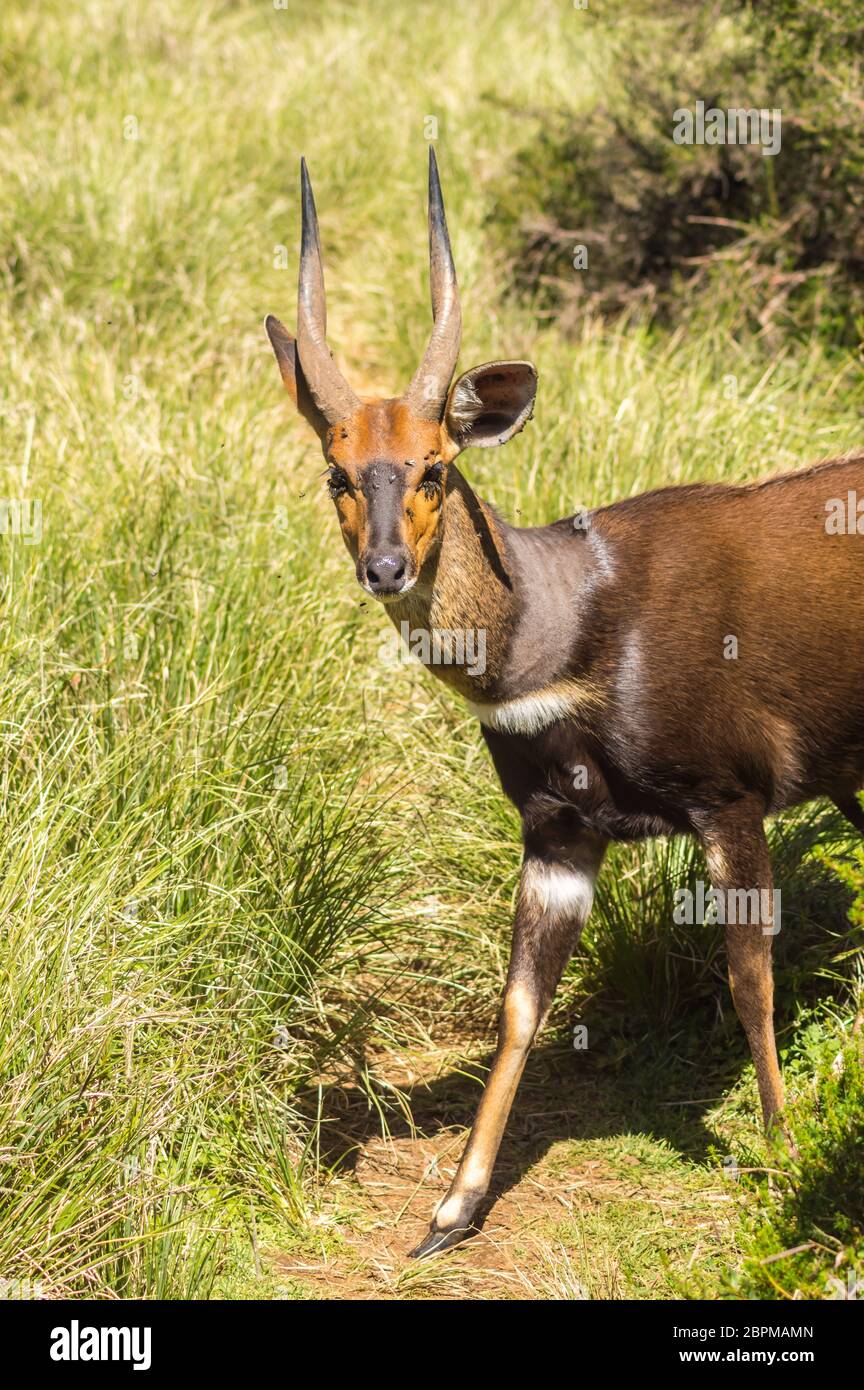 Guib harnaché dans Aberdare Park au centre du Kenya Banque D'Images