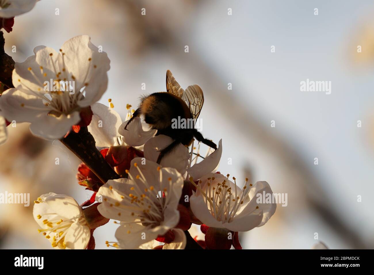 Gros plan sur la pollinisation des abeilles sur la fleur d'abricot Banque D'Images