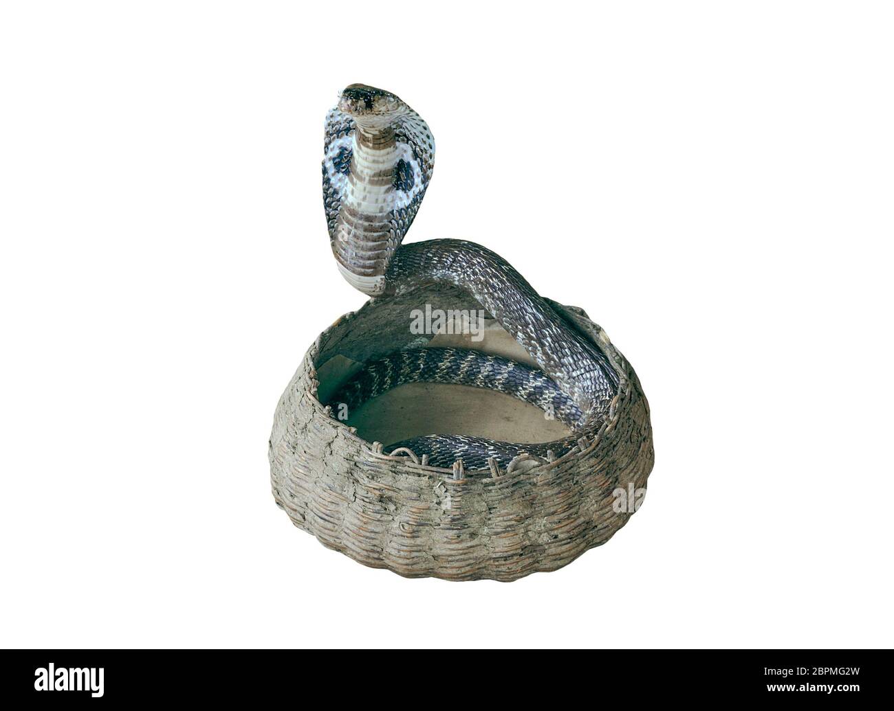Cobra de serpent venimeux dans un panier tissé sur fond blanc Photo Stock -  Alamy
