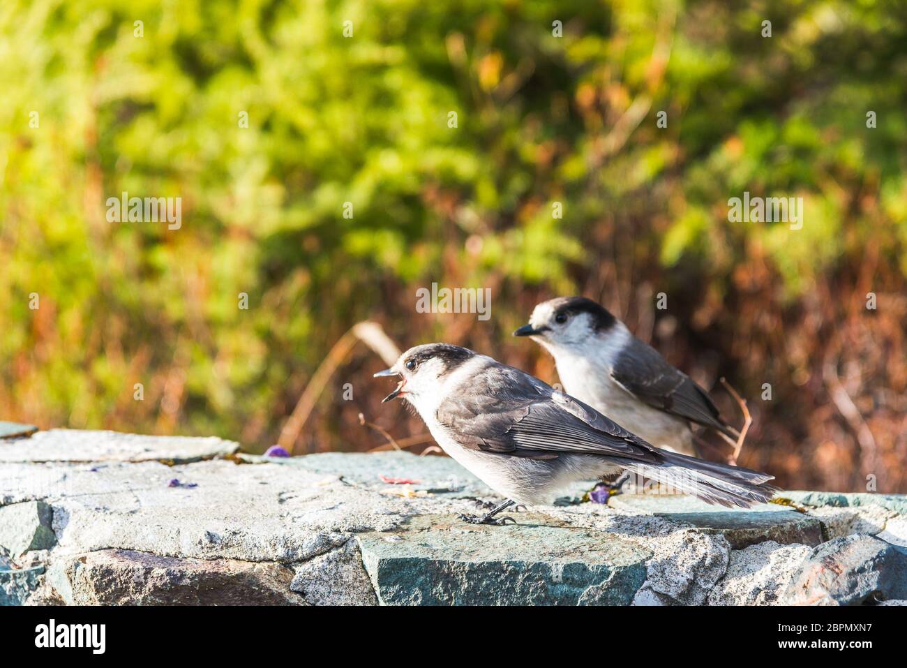 Scène d'un adorable Phoebe de l'est reposant sur le mur de roche... Banque D'Images