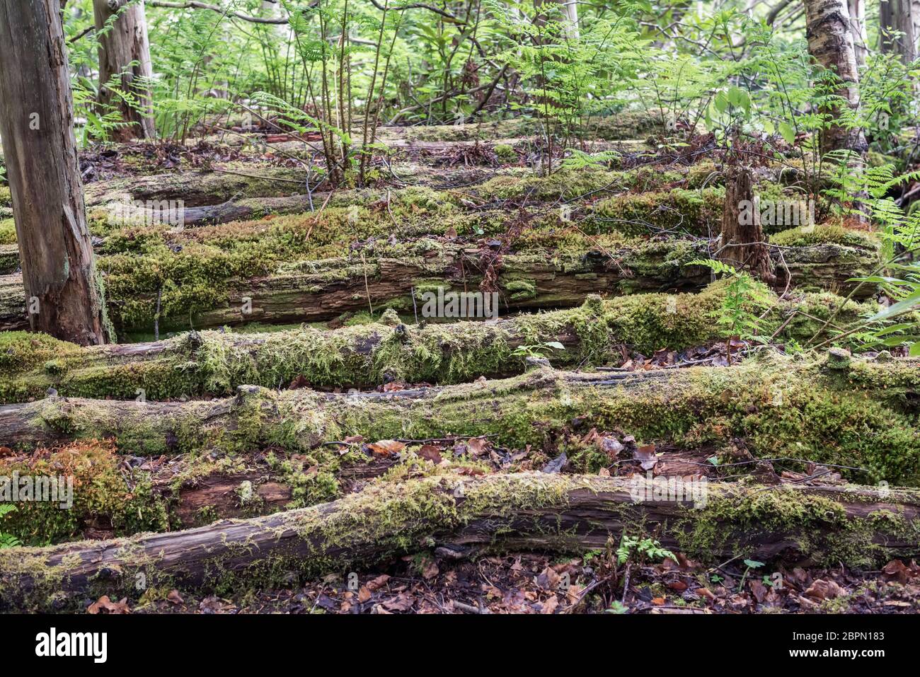 Moss poussant sur un vieux tas de bois en décomposition dans la forêt, Angus, Écosse, Royaume-Uni Banque D'Images