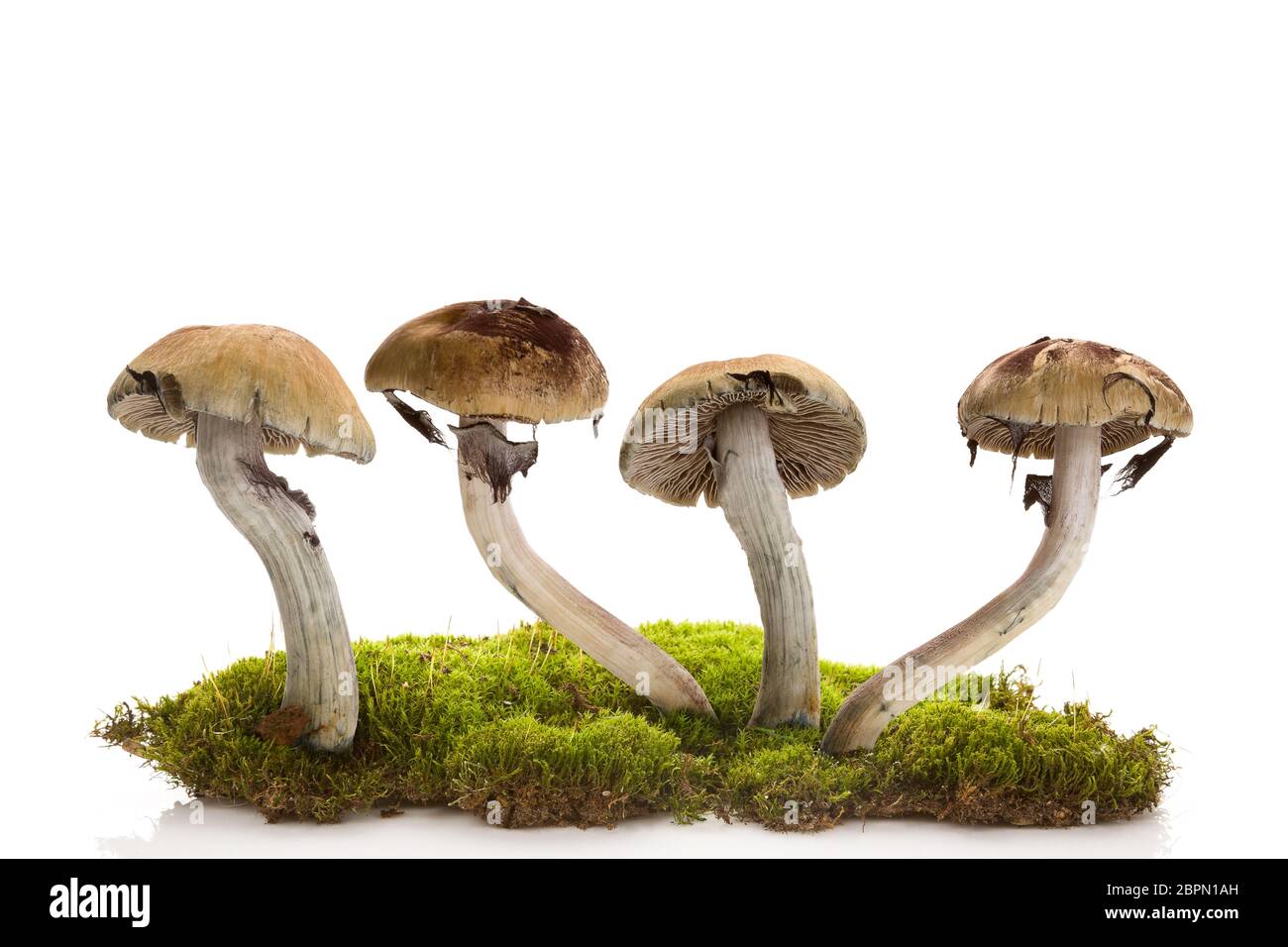 Les champignons magiques frais isolé sur la mousse sur fond blanc. Champignons psychédéliques hallucinogènes. La médecine alternative. Banque D'Images