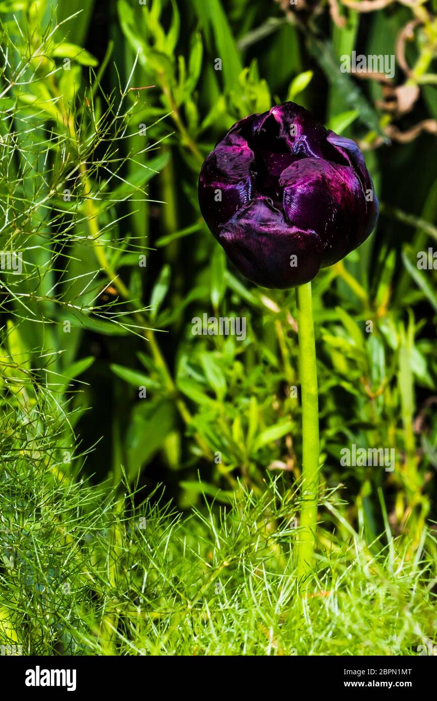 Vue rapprochée extérieure d'un Tulipa 'Queen of Night' violet foncé (tulipe) Banque D'Images