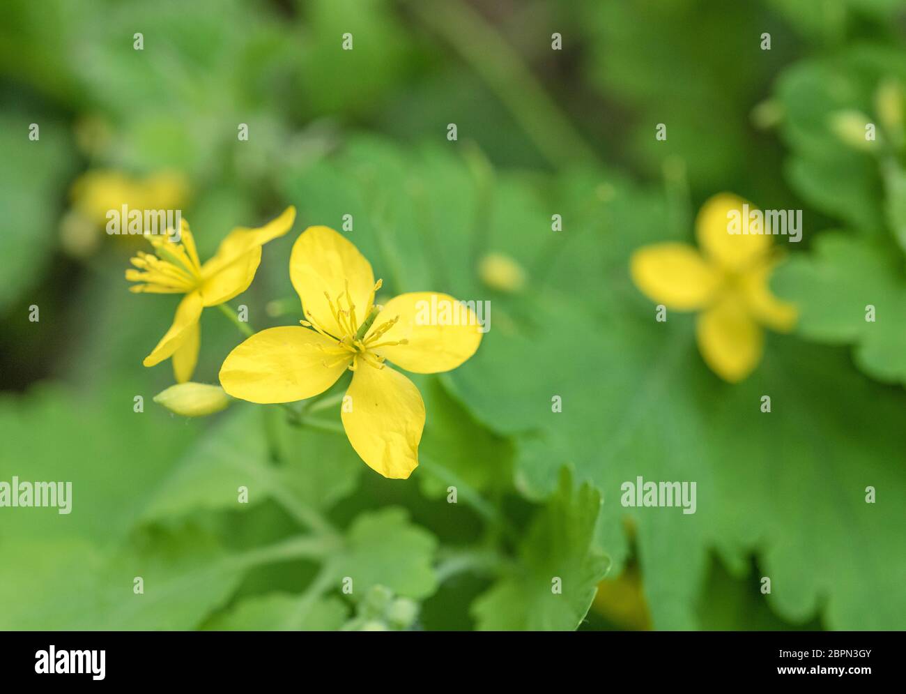Fleurs A 4 Petales