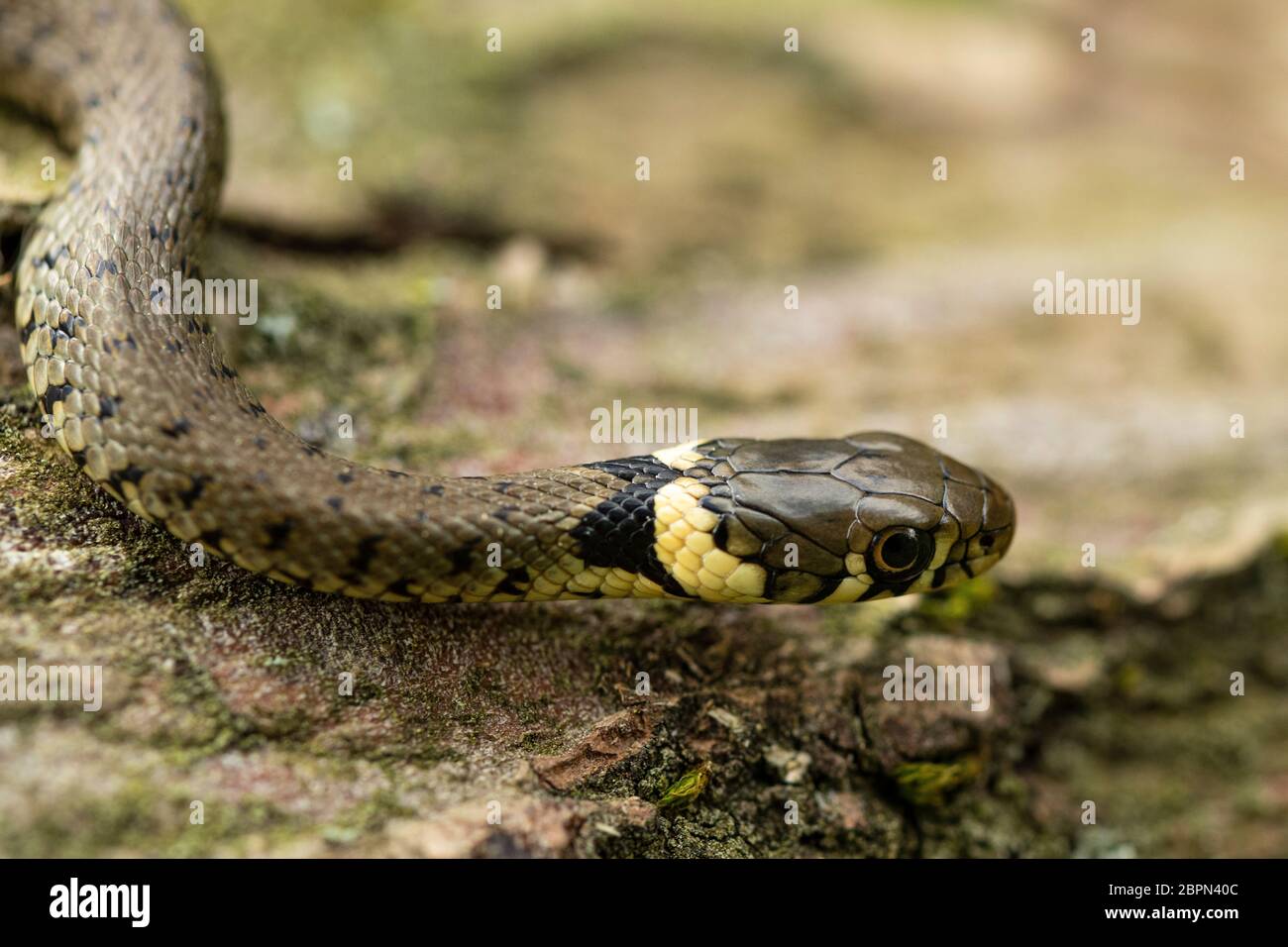 Serpent à gazon européen juvénile Banque D'Images