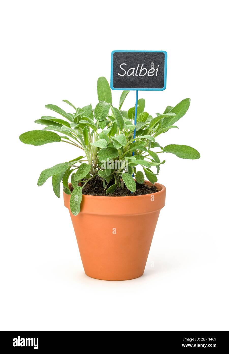 La sauge dans un pot en argile avec un label allemand Salbei Banque D'Images