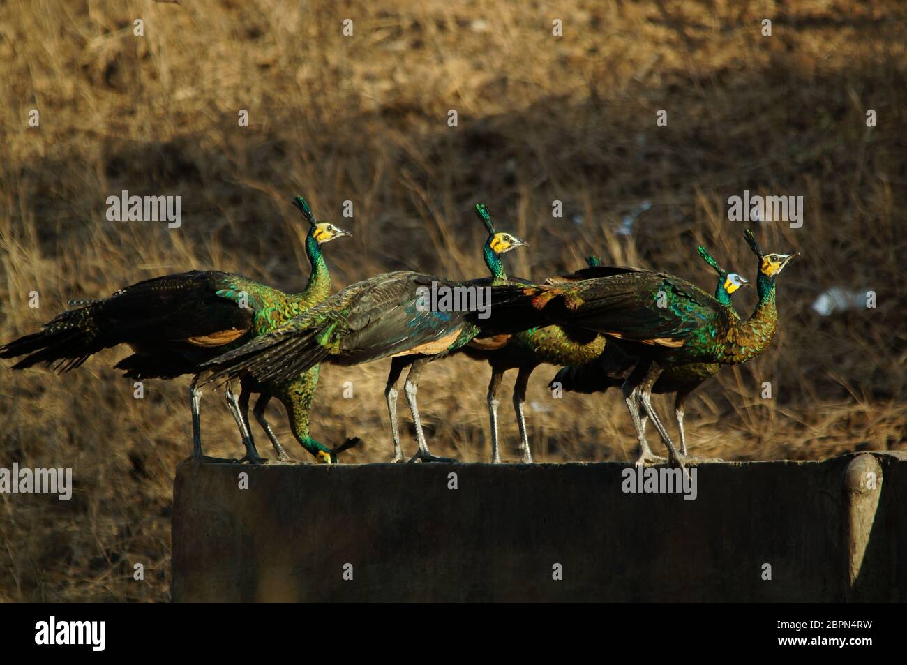 Le paon vert (Pavo muticus) est une espèce de paon que l'on trouve dans les forêts tropicales de l'Asie du Sud-est. Il est également connu comme un paon javanais et est e Banque D'Images