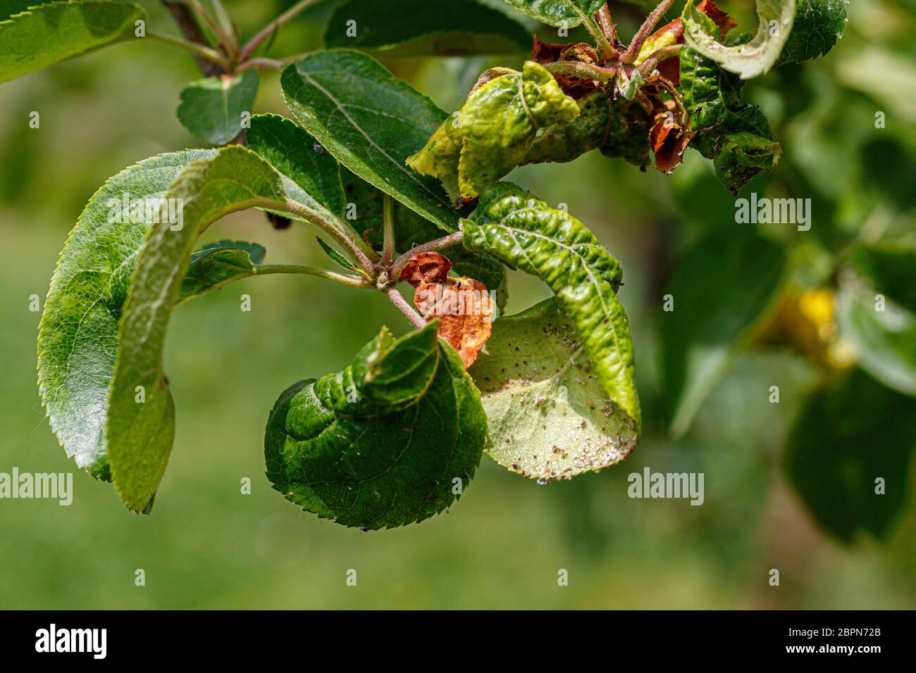 Branche de pomme avec des feuilles froissées affectées par la maladie - poux de fruit blanc Banque D'Images