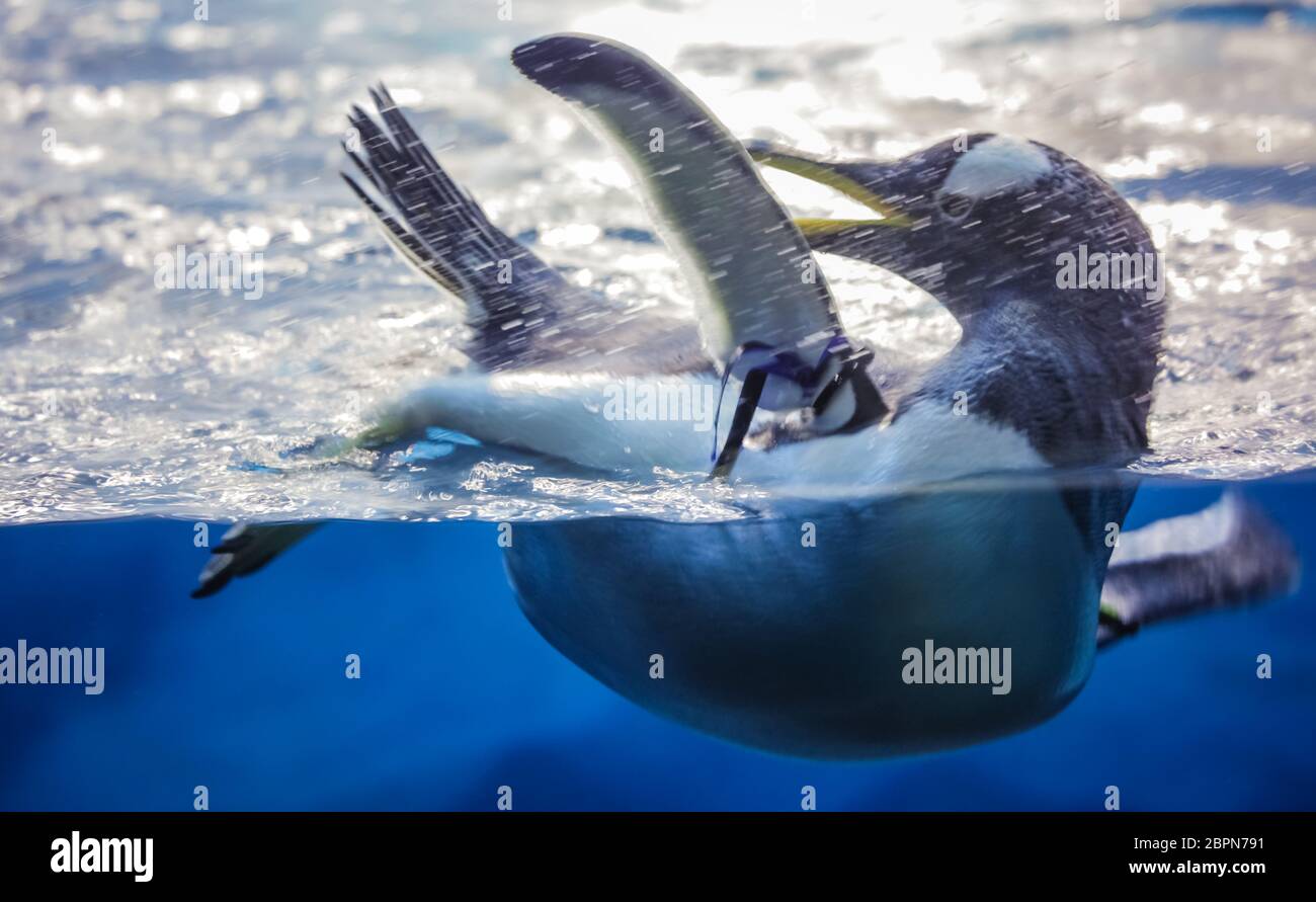 Petit demi-pingouin, tout en s'amusant piscine immergée dans l'eau froide Banque D'Images