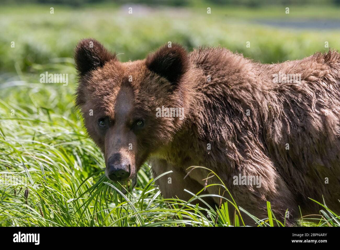 Gros plan d'un grand ours grizzli se nourrissant dans un pré de moulis, estuaire de Khutzeymateen (C.-B.) Banque D'Images