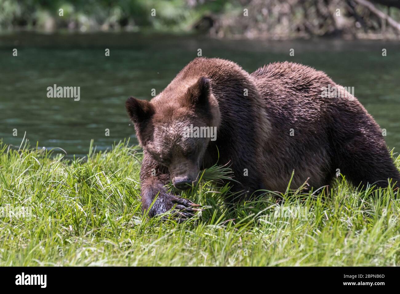 La femelle grizzly cahotant l'herbe de sédge dans sa bouche avec ses grands griffes, l'estuaire de Khutzeymateen, C.-B. Banque D'Images