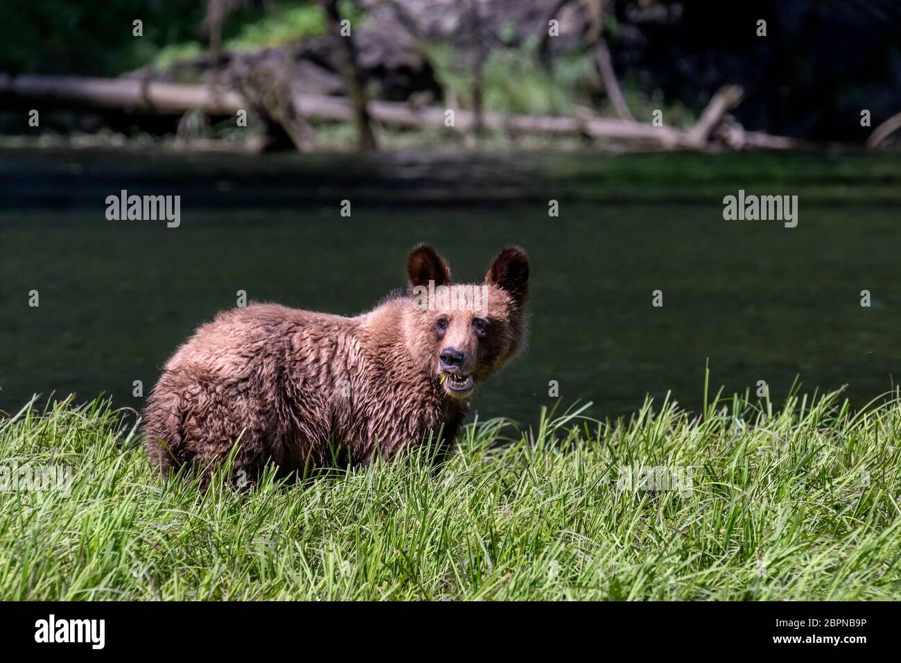 Le grizzli se nourrissant d'un an dans l'herbe à fée du printemps, dans l'estuaire de Khutzeymateen (C.-B.) Banque D'Images