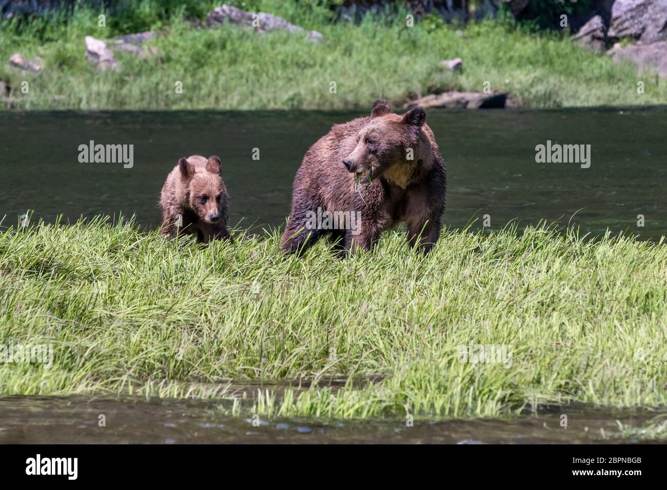 Il est temps de s'y rendre, la marée commence à couvrir les graminées de l'estuaire, Khutzeymateen, en Colombie-Britannique Banque D'Images