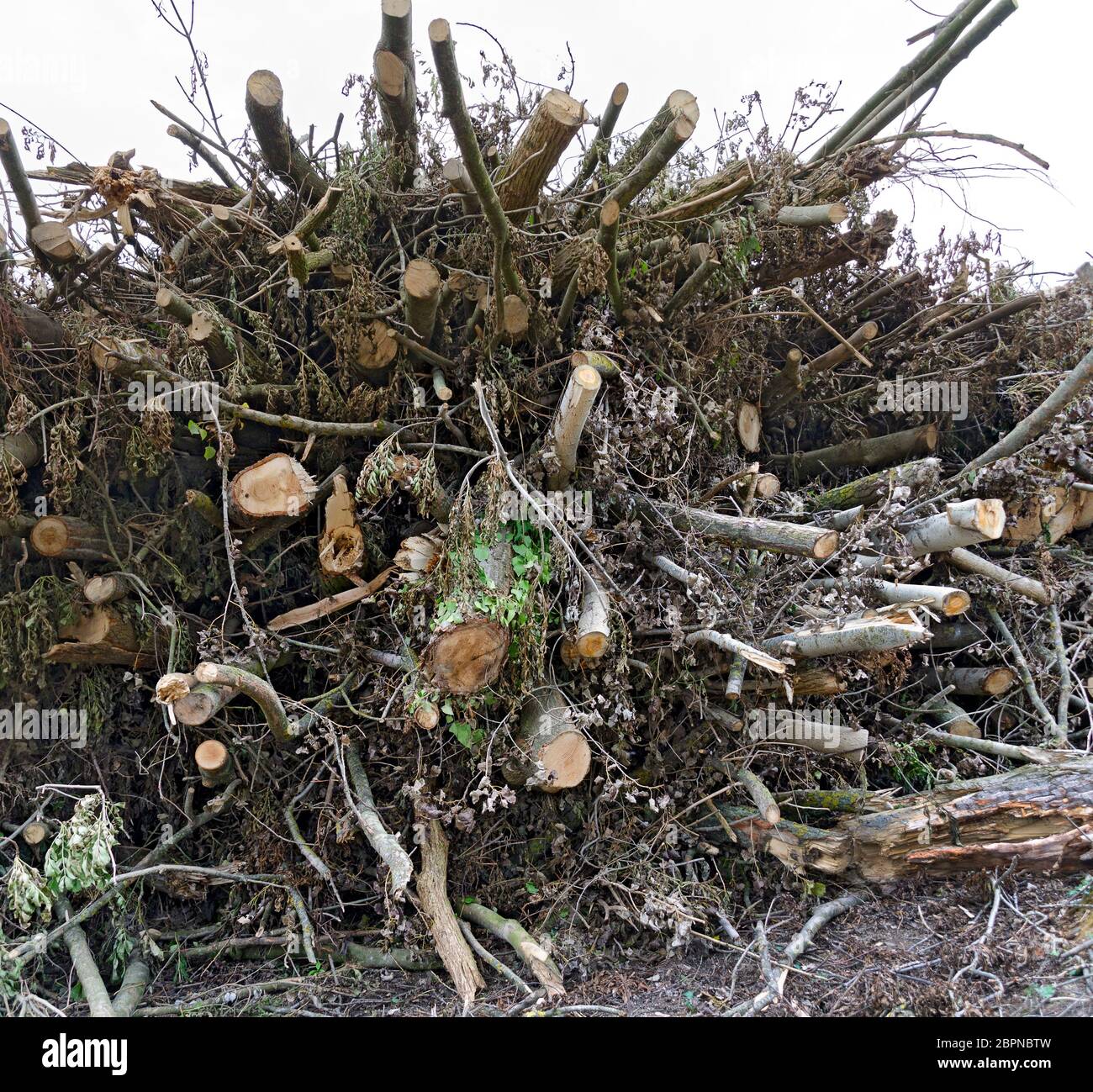 Branches empilées sur un tas après avoir défrichement d'une forêt de cendres à Tulln, en Autriche Banque D'Images