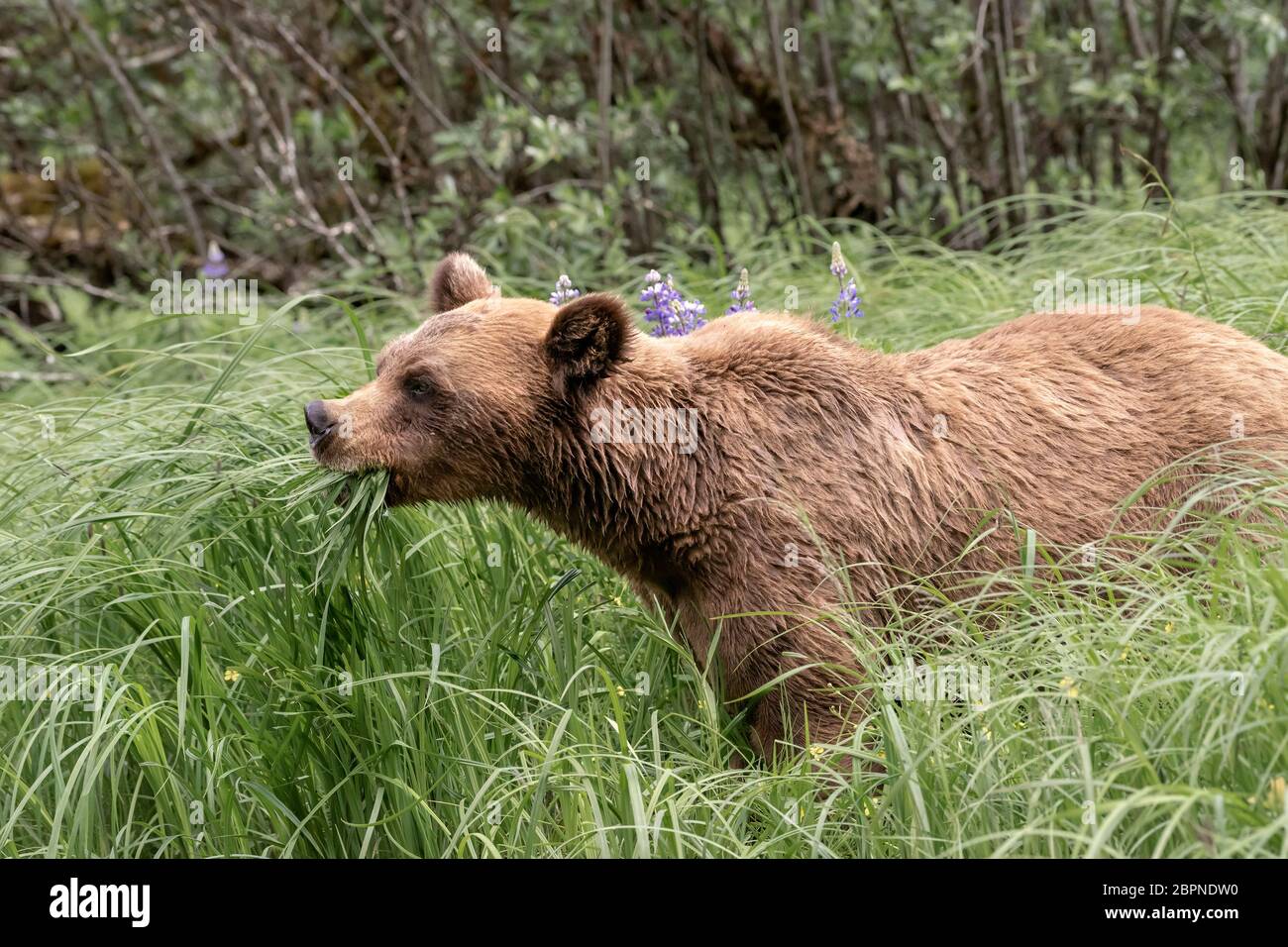 L’ours grizzli se fauche sur l’herbe à fée de l’estuaire, Khutzeymateen (C.-B.) Banque D'Images