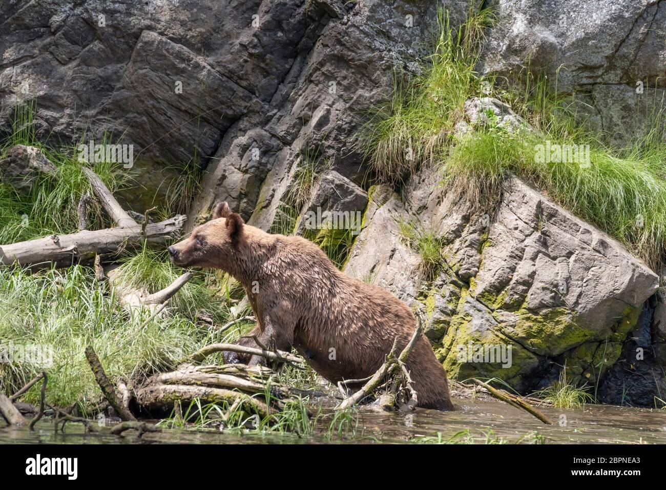 Ours grizzli adulte grimpant hors de l'eau, Khutzeymateen, C.-B. Banque D'Images