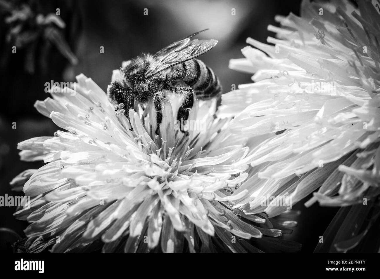 Abeille collectant le nectar et le pollen sur la fleur de pissenlit commun - image en noir et blanc Banque D'Images