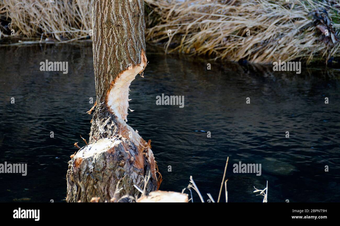 Tige d'arbre presque mordue par un castor au remblai de la rivière Vienne, Autriche Banque D'Images