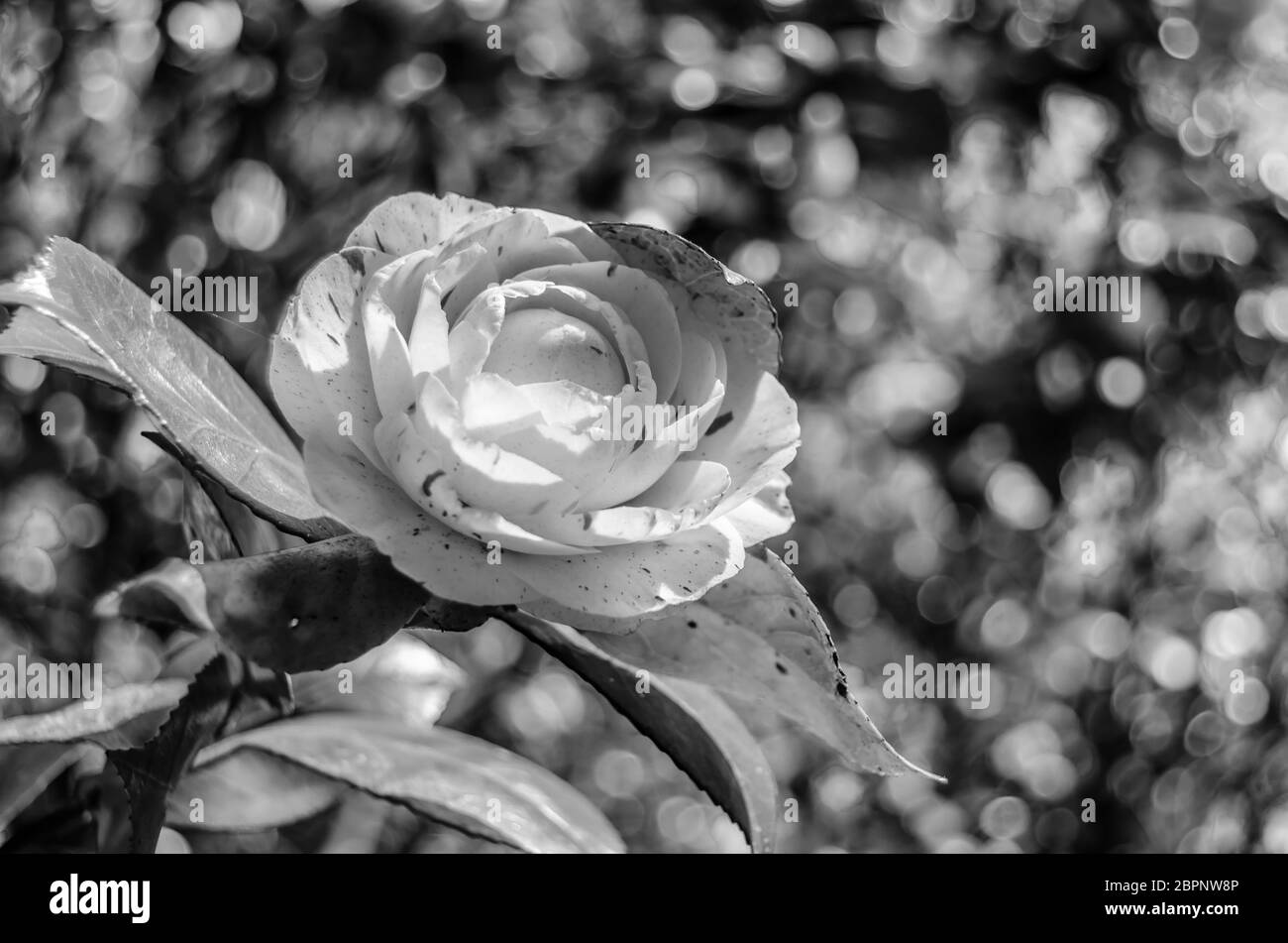 Fleurs Camelia en fleurs au printemps en Galice, dans le nord de l'Espagne Banque D'Images